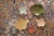 Botanic Garden, fabric, beige multi, 150cm